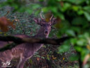 Fallow Deer - Daniel